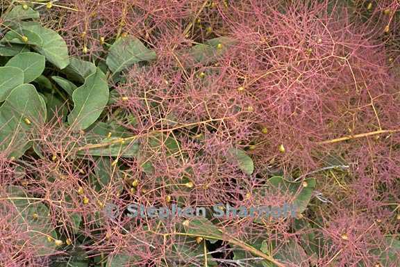 cotinus coggygria 2 graphic